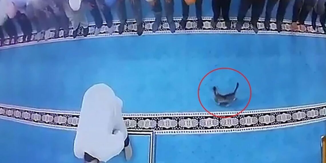 Anasayfa 73 Camide kedi tekmeleyen kişi serbest bırakıldı