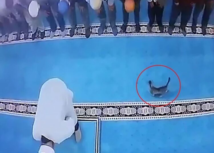 Camide kedi tekmeleyen kişi serbest bırakıldı 1 Camide kedi tekmeleyen kişi serbest bırakıldı