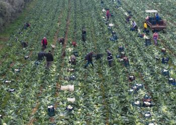 Tuna Cevher yazdı I Tarımda üretim rekoru çiftçinin derdine çare olmadı 1 Tuna Cevher yazdı I Tarımda üretim rekoru çiftçinin derdine çare olmadı
