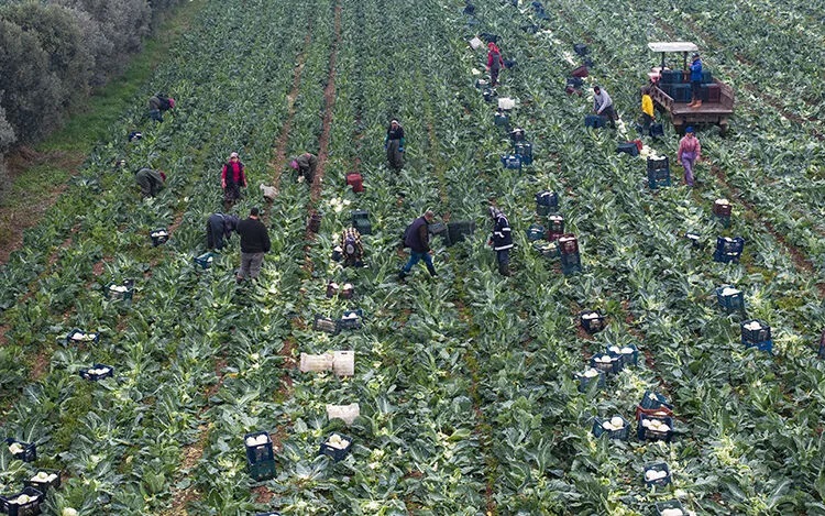 Tuna Cevher yazdı I Tarımda üretim rekoru çiftçinin derdine çare olmadı 1 Tuna Cevher yazdı I Tarımda üretim rekoru çiftçinin derdine çare olmadı