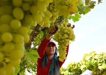 Tuna Cevher yazdı I Üzüm tarlada 10 liraya düştü, üretici emeğinin karşılığını arıyor 2 Tuna Cevher yazdı I Üzüm tarlada 10 liraya düştü, üretici emeğinin karşılığını arıyor