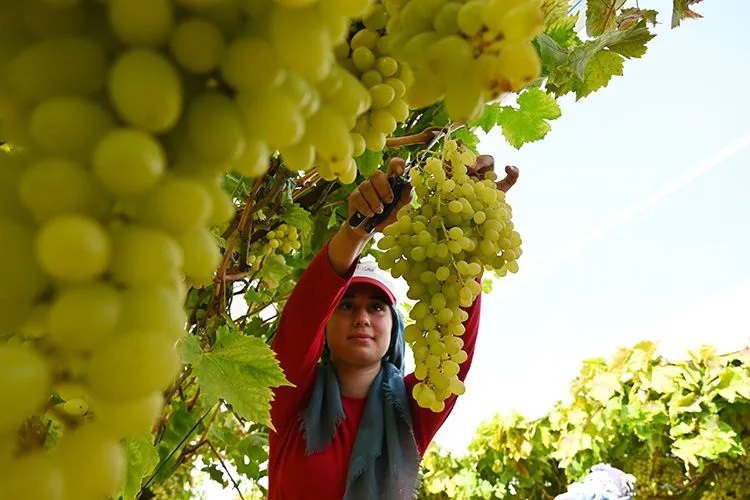 Tuna Cevher yazdı I Üzüm tarlada 10 liraya düştü, üretici emeğinin karşılığını arıyor 1 Tuna Cevher yazdı I Üzüm tarlada 10 liraya düştü, üretici emeğinin karşılığını arıyor